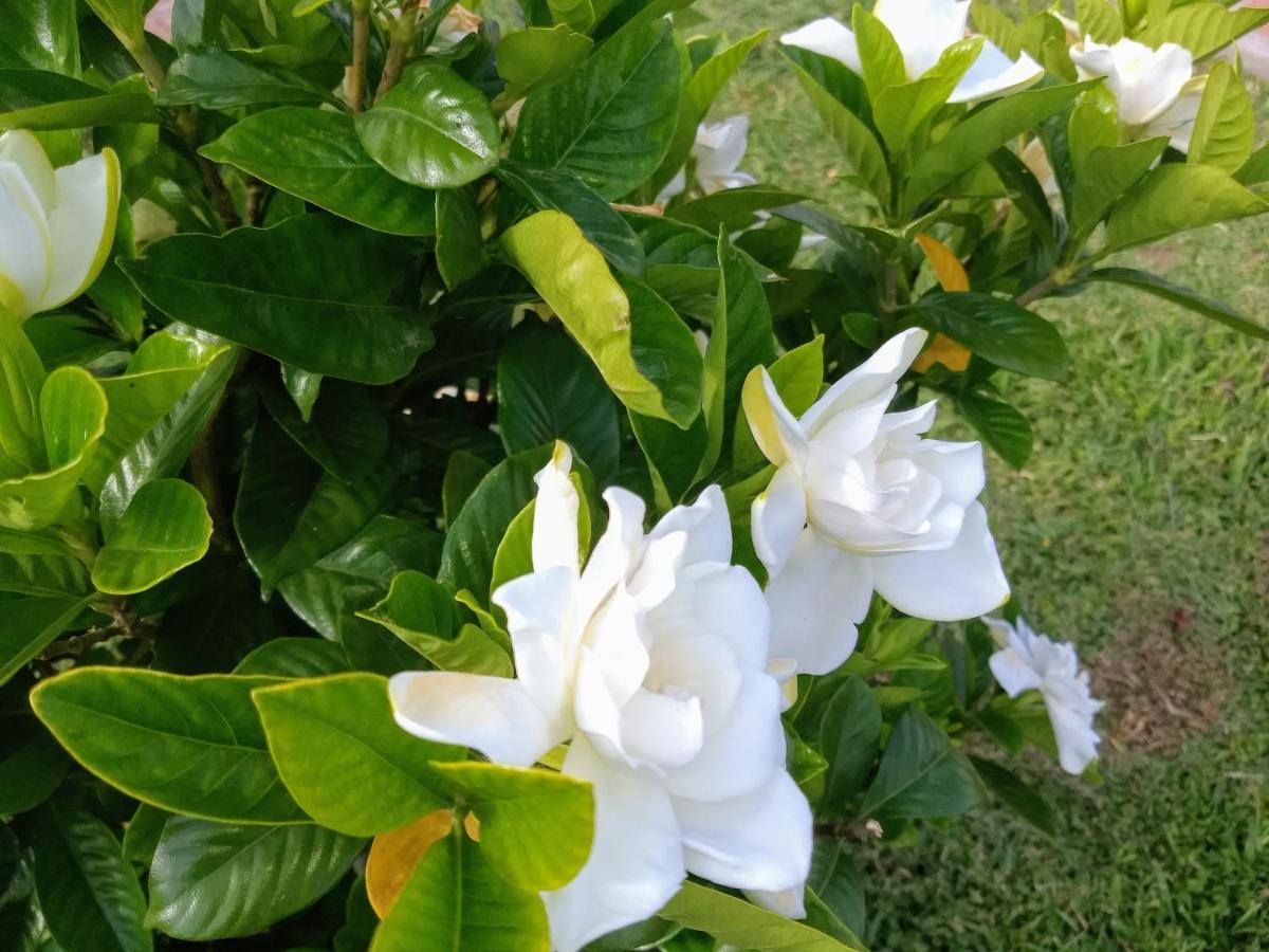 Posada Quinta Pata Езейза Екстериор снимка